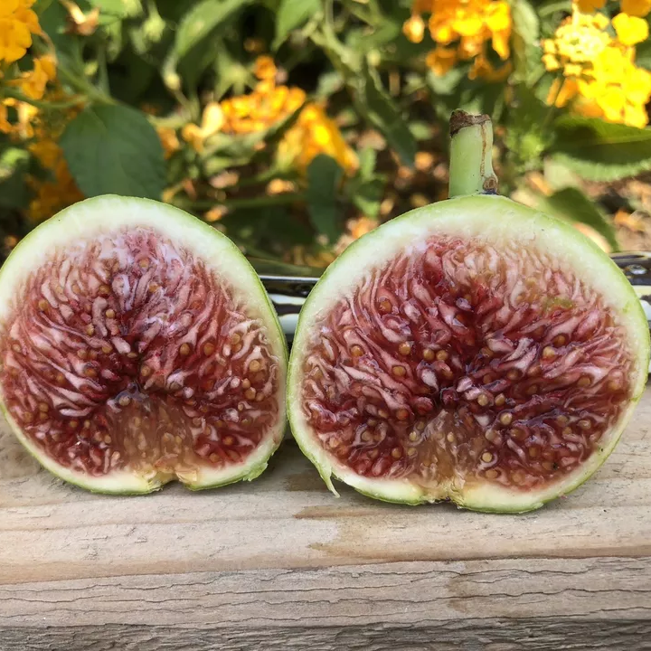 Fig Tree cuttings "White Adriatic" ! 10 Cuttings!