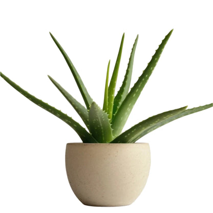 Medicinal Aloe Vera