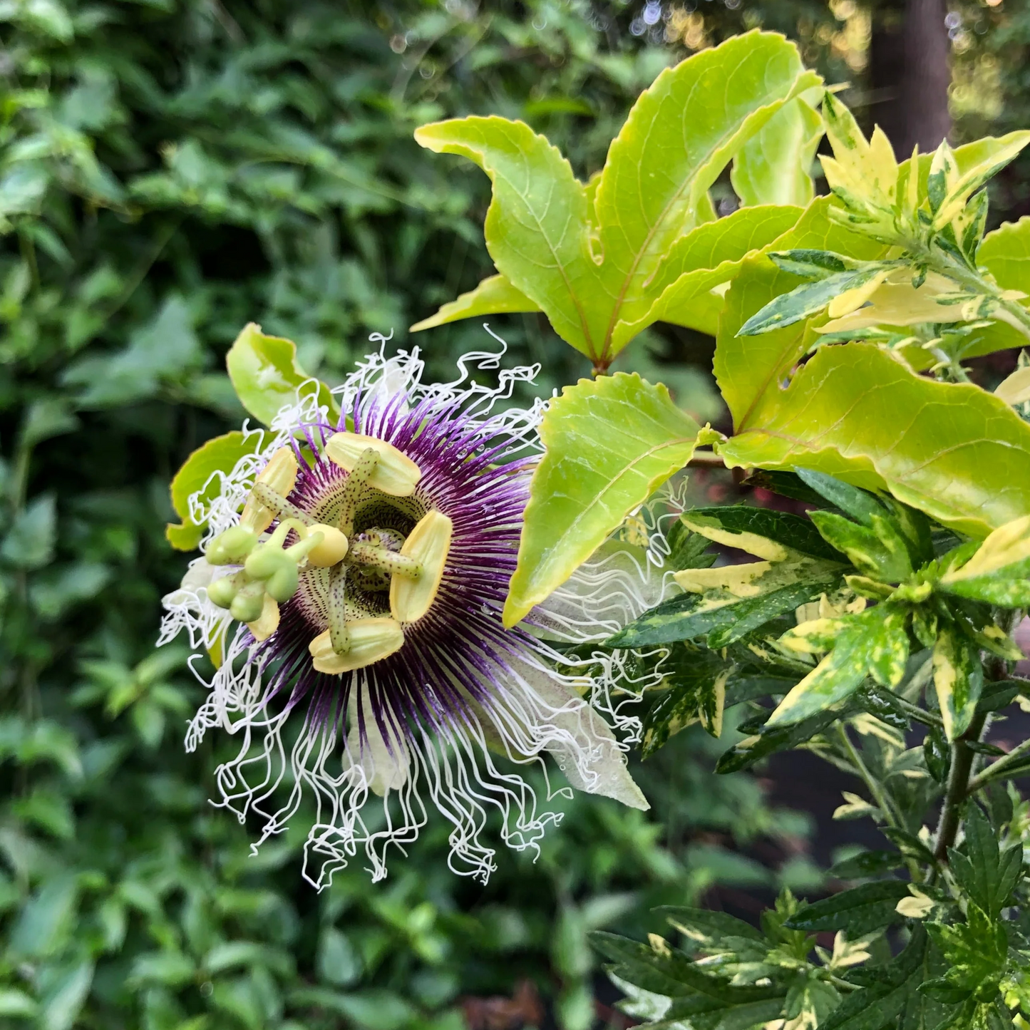 Passion Flower Possum Purple 8 Plants Special