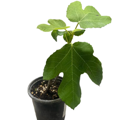 Fig Tree - 'Black Mission' - Fruiting Fig Tree - Ficus Carica