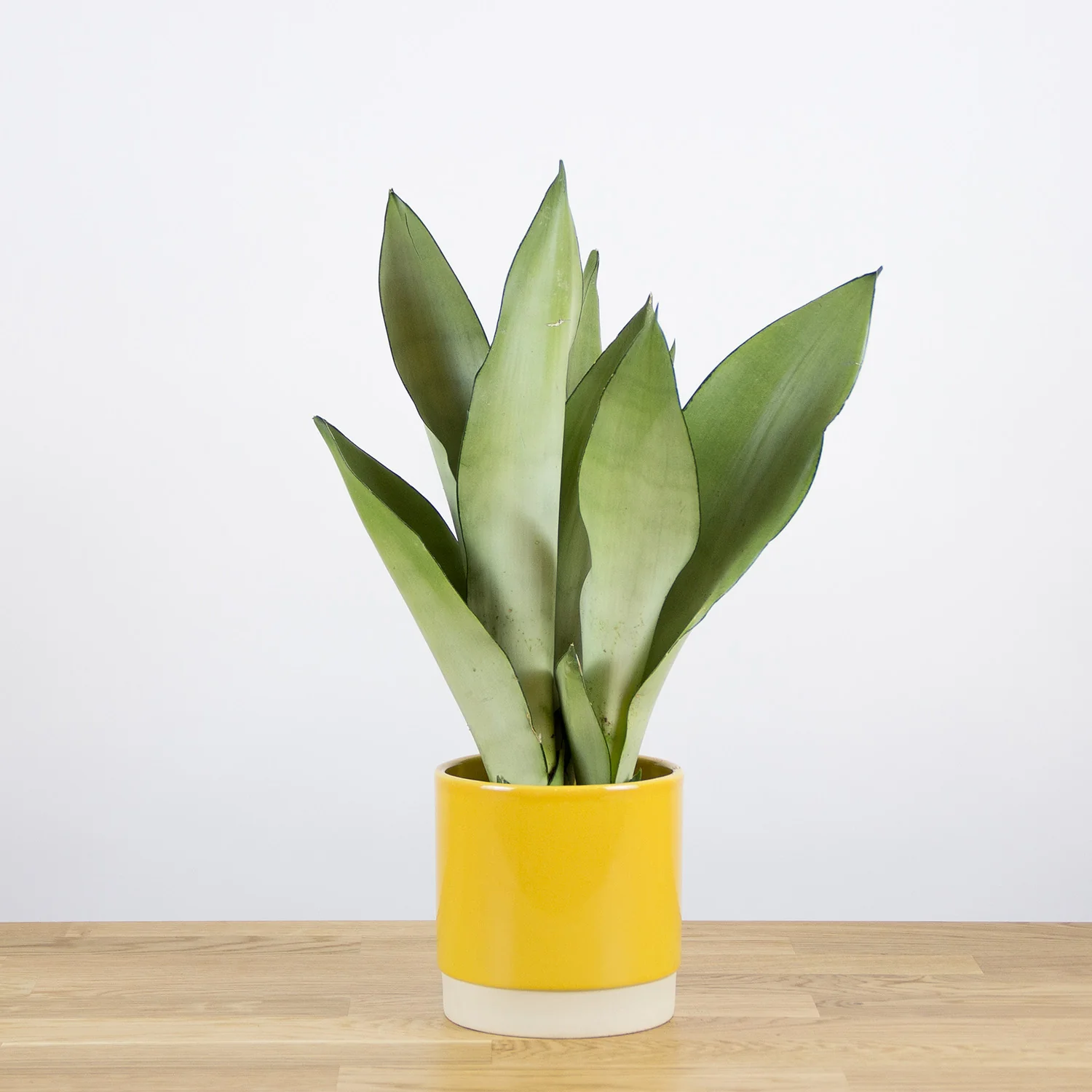 Sansevieria Moonshine - 4''