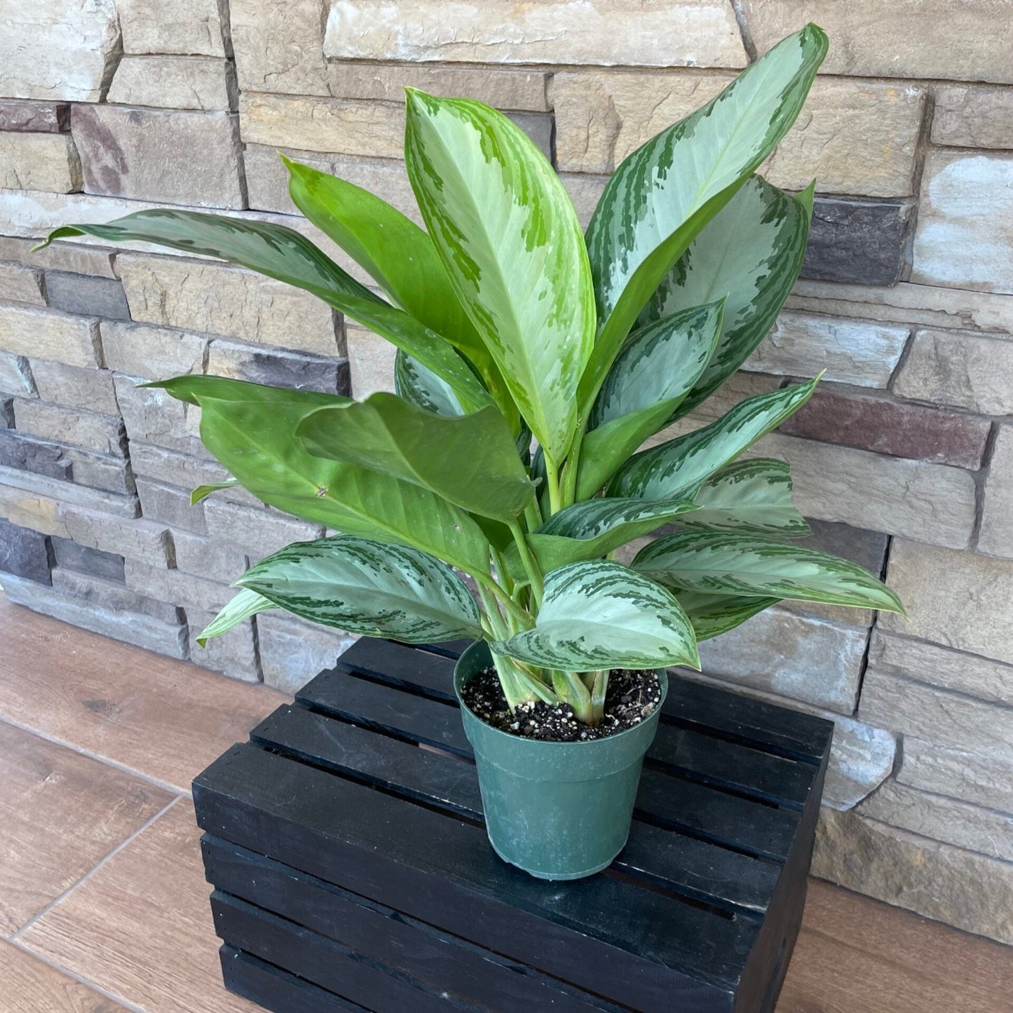 Aglaonema Silver Bay - 6"