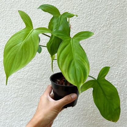 Philodendron Camposportoanum 4"