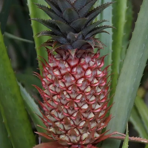 Florida Special Pineapple Plant - 5 Live Starter Plants