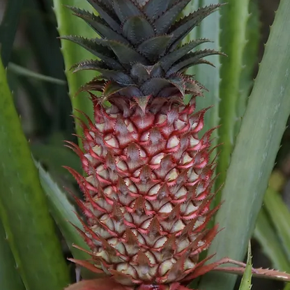 Florida Special Pineapple Plant - 5 Live Starter Plants