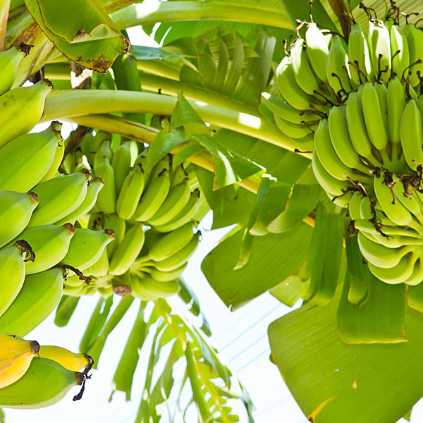 Double Mahoi Banana - 2 Trees Plants - 3-8 inches - Edible Banana