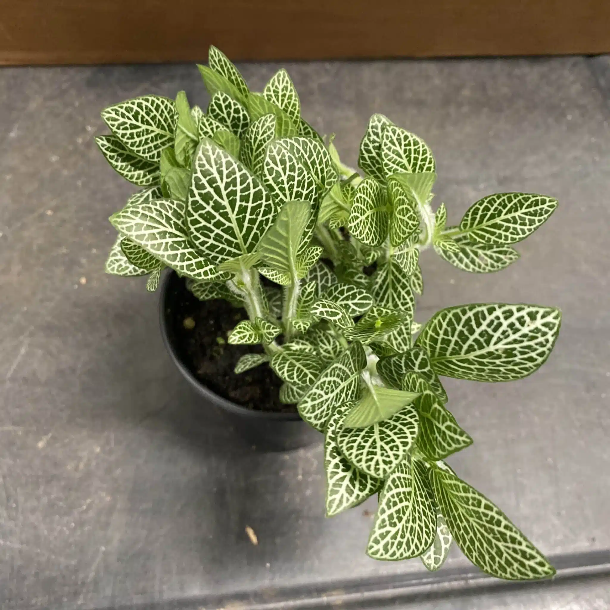 White Nerve Fittonia - 4"