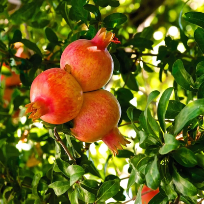 Pomegranate And Fig Tree - Fruit Trees Live Plant