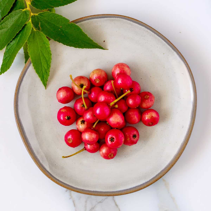 Jamaican Cherry Strawberry Tree Muntingia - Edible Cherry