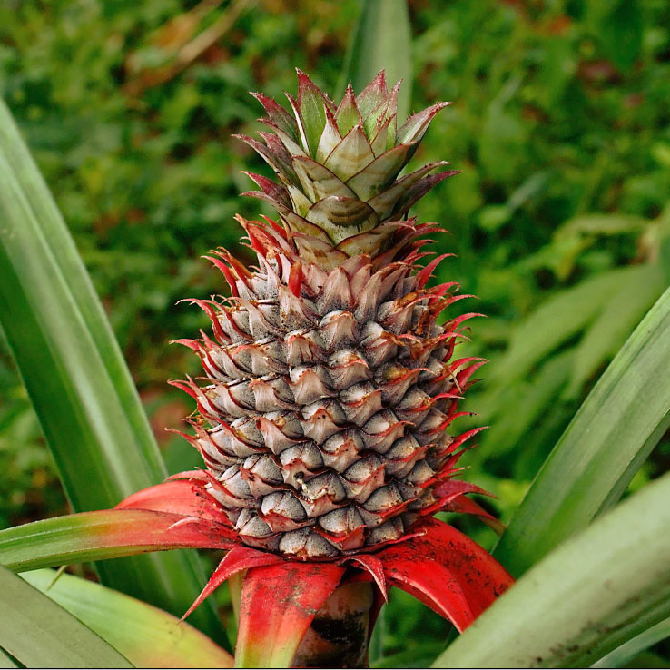 Florida Ananas Comosus