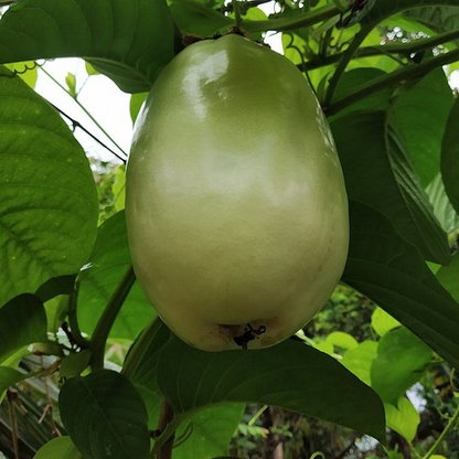 Passiflora quadrangularis Giant Granadilla | 4 LIVE STARTER PLANTS SALE!