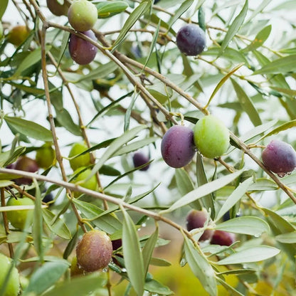 Olive Tree - 'Mission' - Olea Europaea - live plant