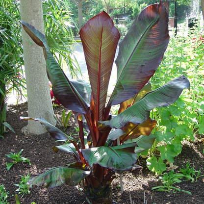 Ensete Maurelii - Red Abyssinian Banana 