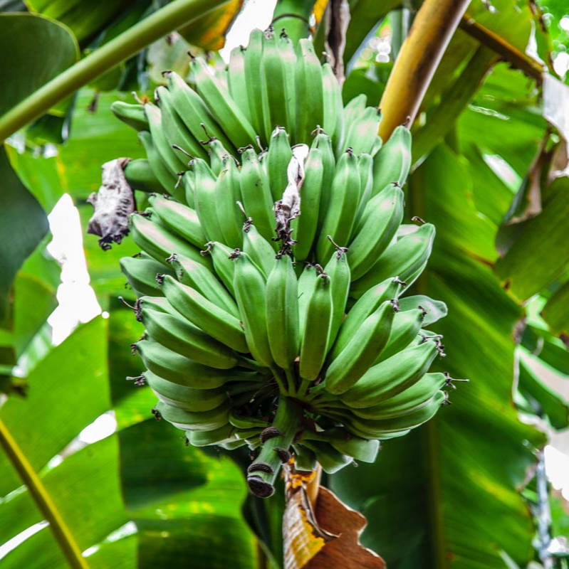 Dwarf Puerto Rican Plantain - Live Plant - Cooking Plantain