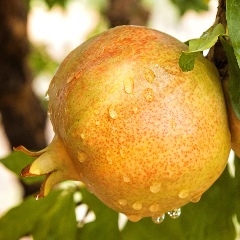 Pomegranate Tree Sirenevyi - Cold Hardy 3 Plants