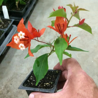 Bougainvillea - 'Flame'