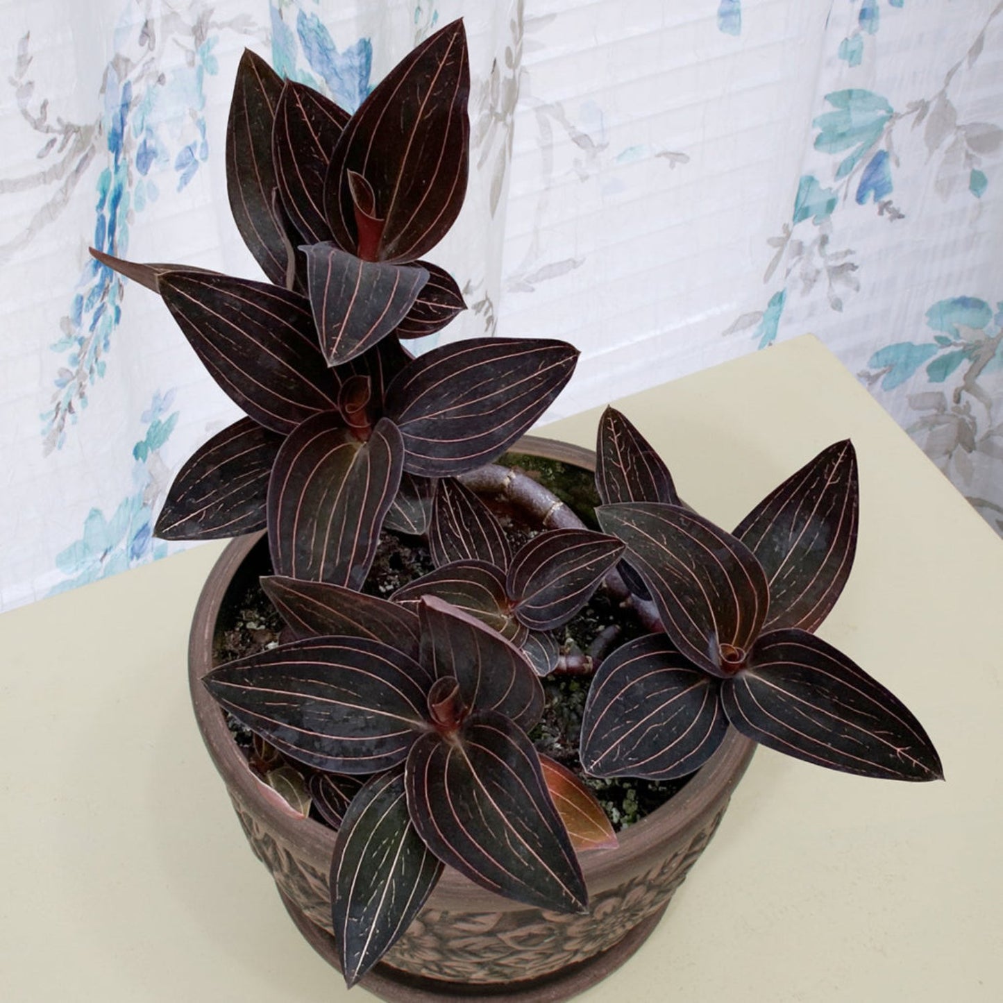 Black Jewel Orchid - 2"