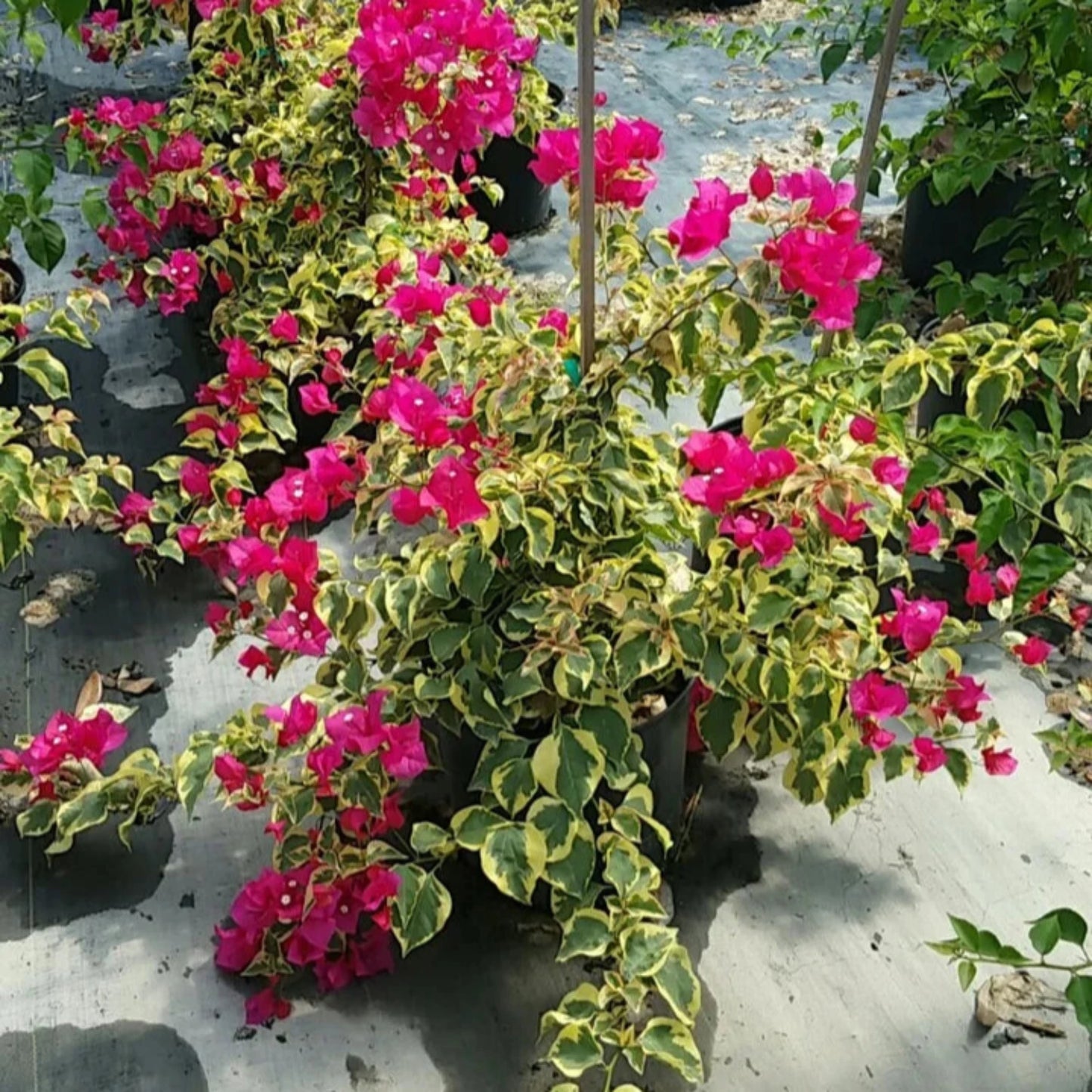 Bougainvillea - 'Raspberry Ice'