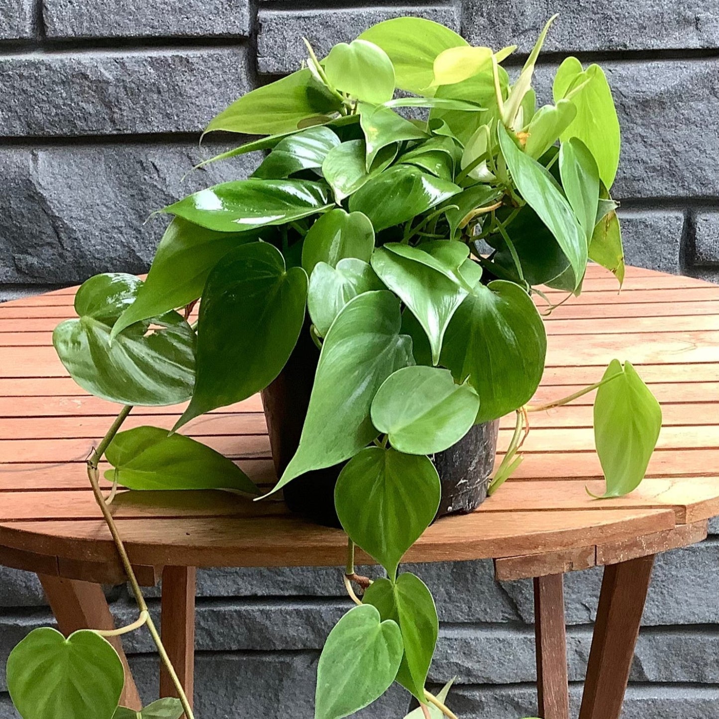 Philodendron Cordatum - 6"