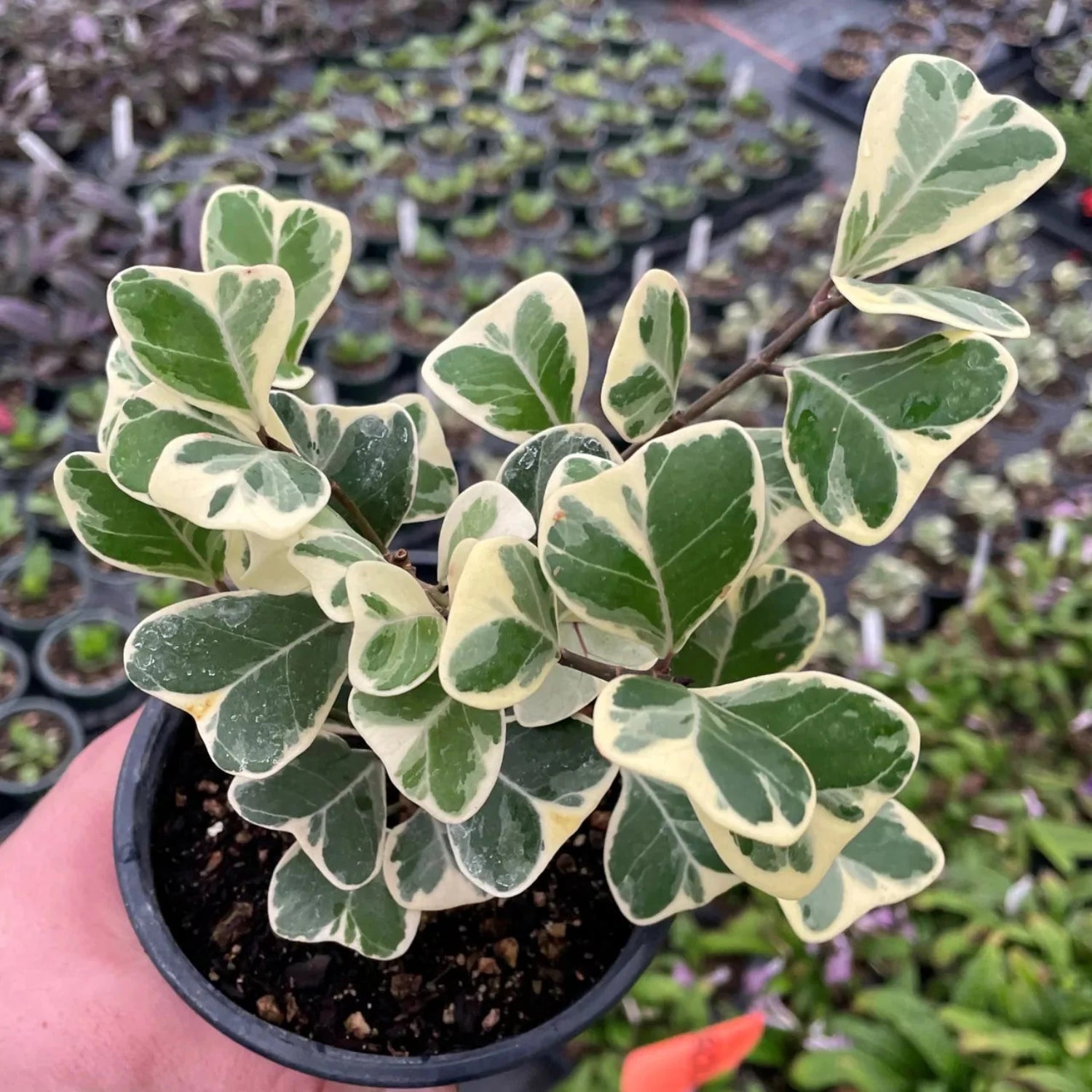 Ficus Triangularis Variegata - 6"