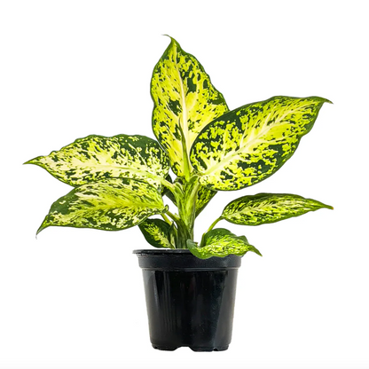 Dieffenbachia Amy - 6''