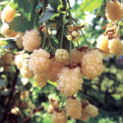 White Blackberry 10 plants. “Snowbank” Very Sweet