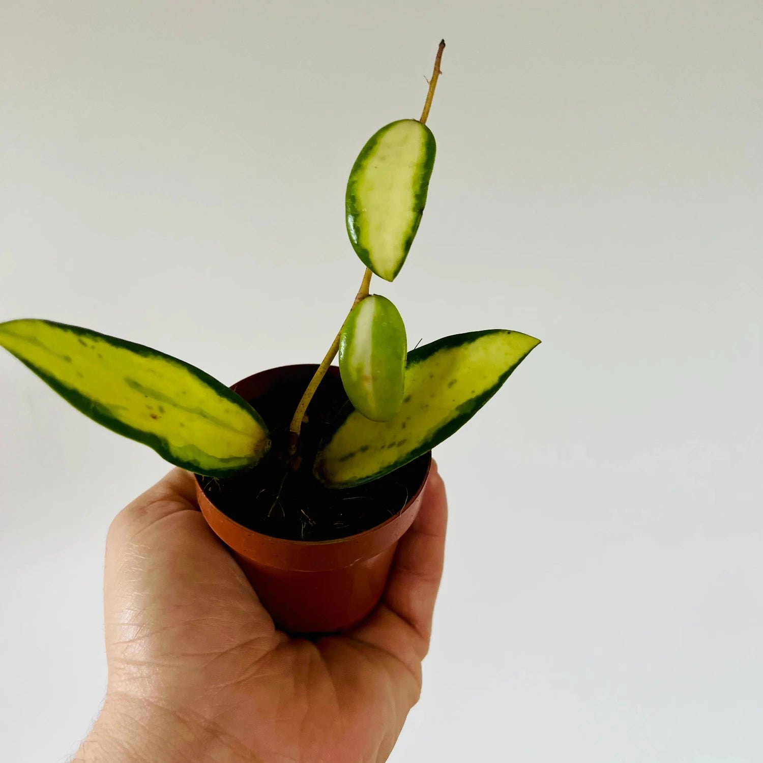 Hoya Acuta Variegata - Rare Variety - 2.5''