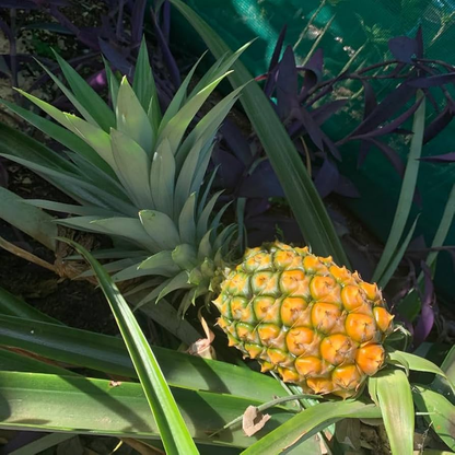 6 Pineapple Plant - 'Elite Gold'