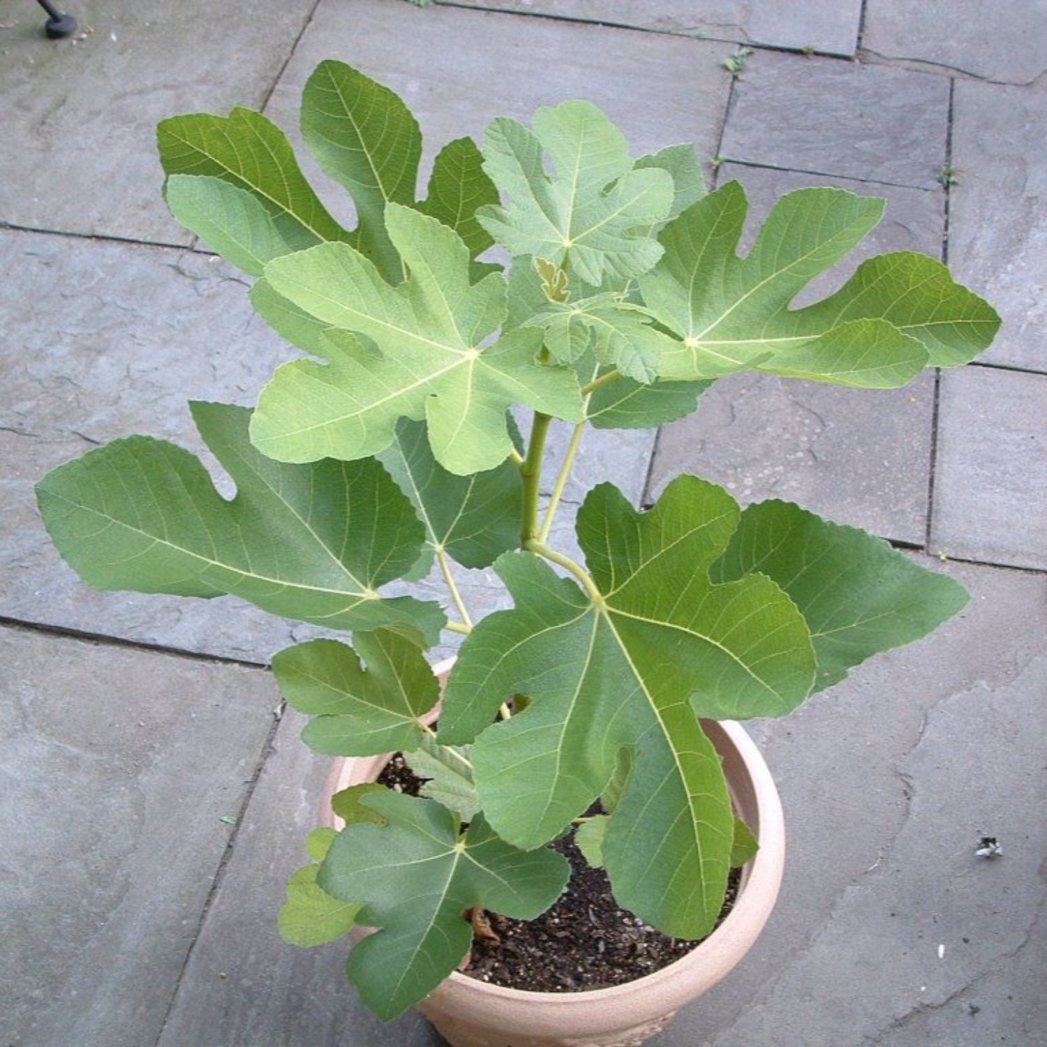 Fig Tree - 'Magnolia' - Fruiting Fig Tree - Ficus Carica