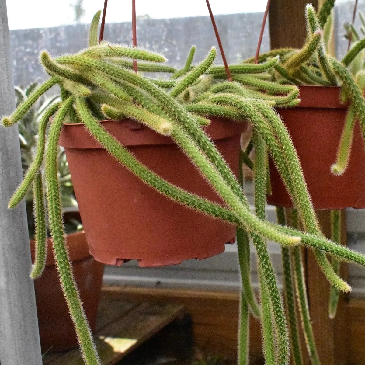 Hanging Rat Tail Succulent - 8"