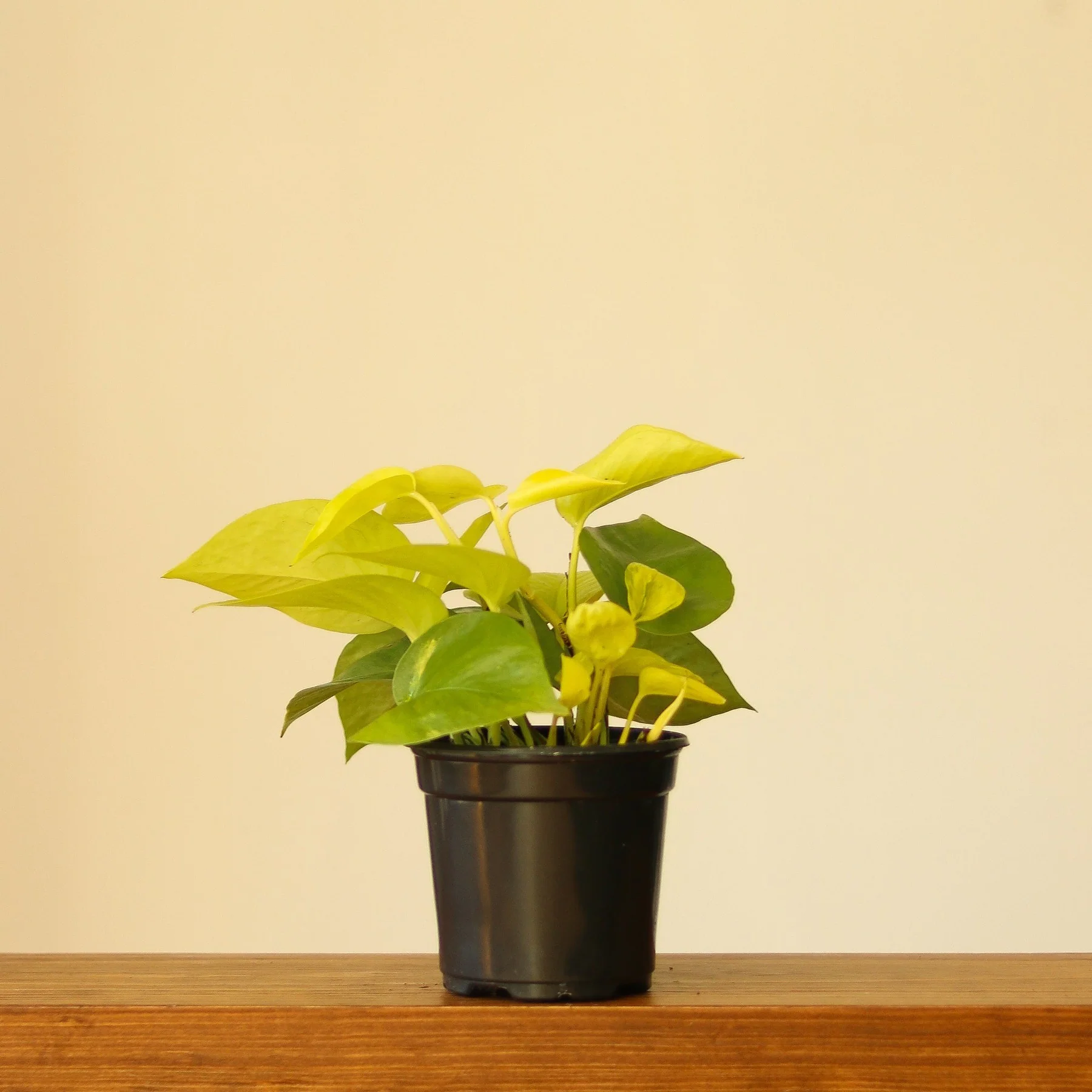 Neon Pothos - 2.5"