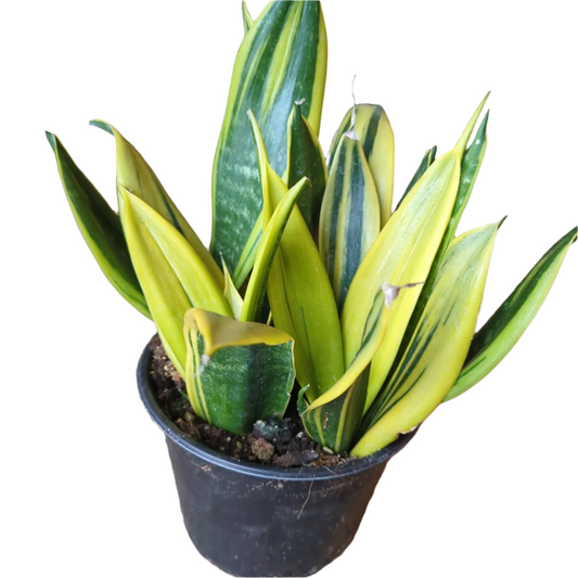 Sansevieria Gold Flame - 6"