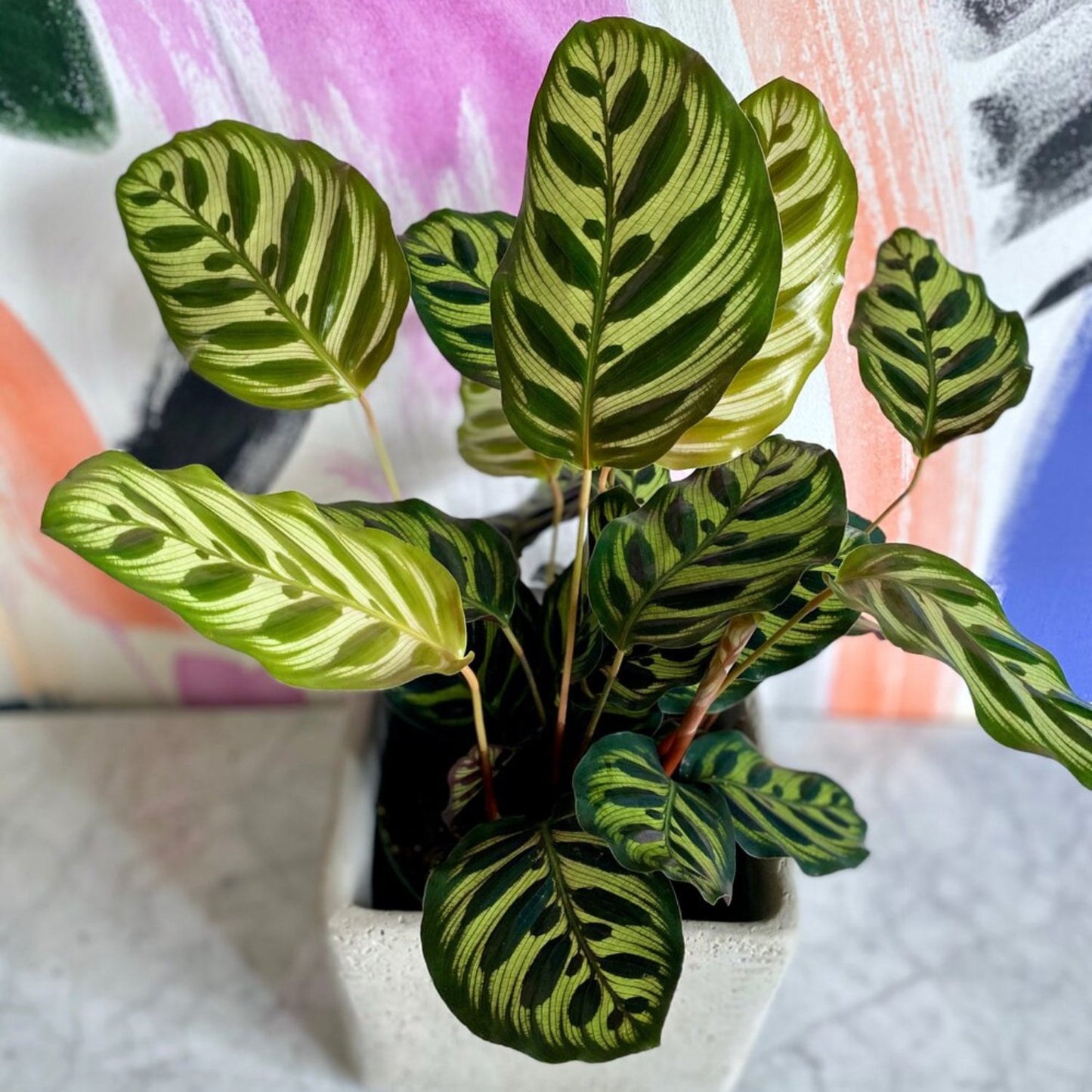 Calathea Peacock Makoyana- 4''