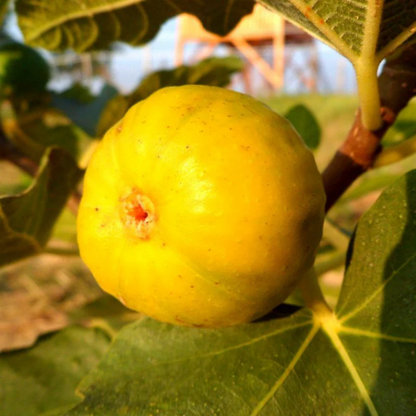 Fig Tree “Yellow Long Neck" 2 Plants Spring Special!