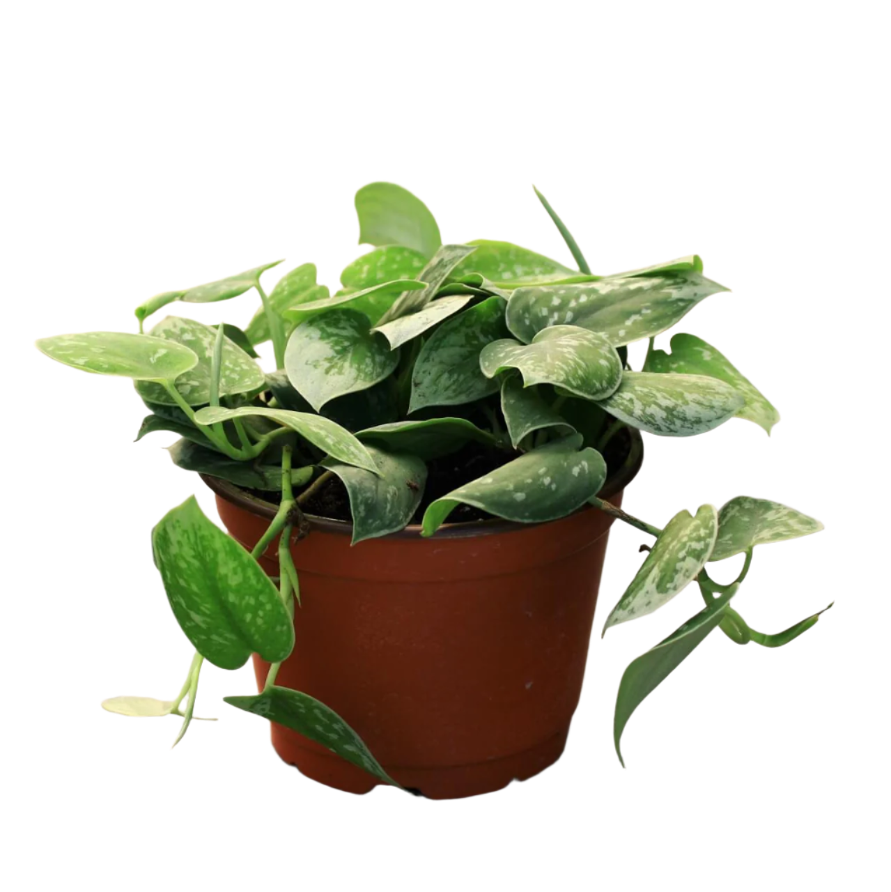 Satin Pothos - 6''