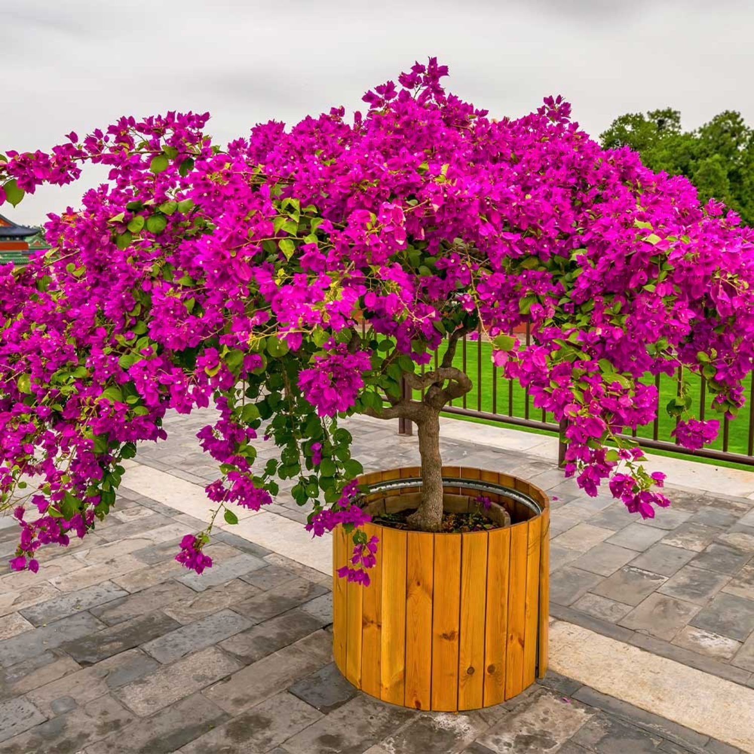 Bougainvillea - 'Barbara Karst'