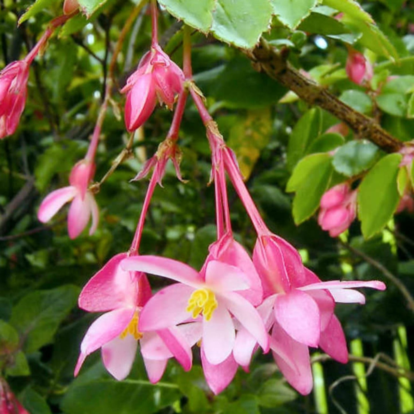 Fuchsia Begonia - 4''