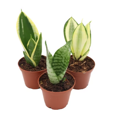 Mini Snake Plant Assortment - 3 Pots - 2.5"