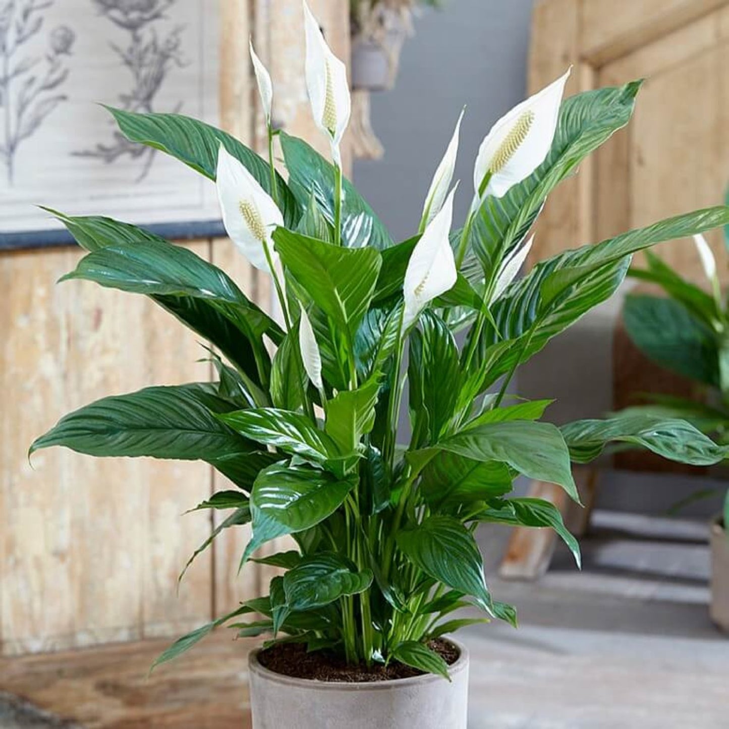 Platinum Mist Peace Lily - 8''