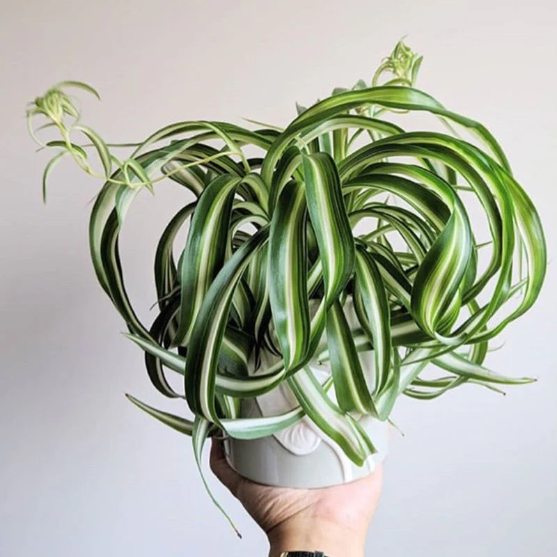 Bonnie Curly Spider Plant - 6''