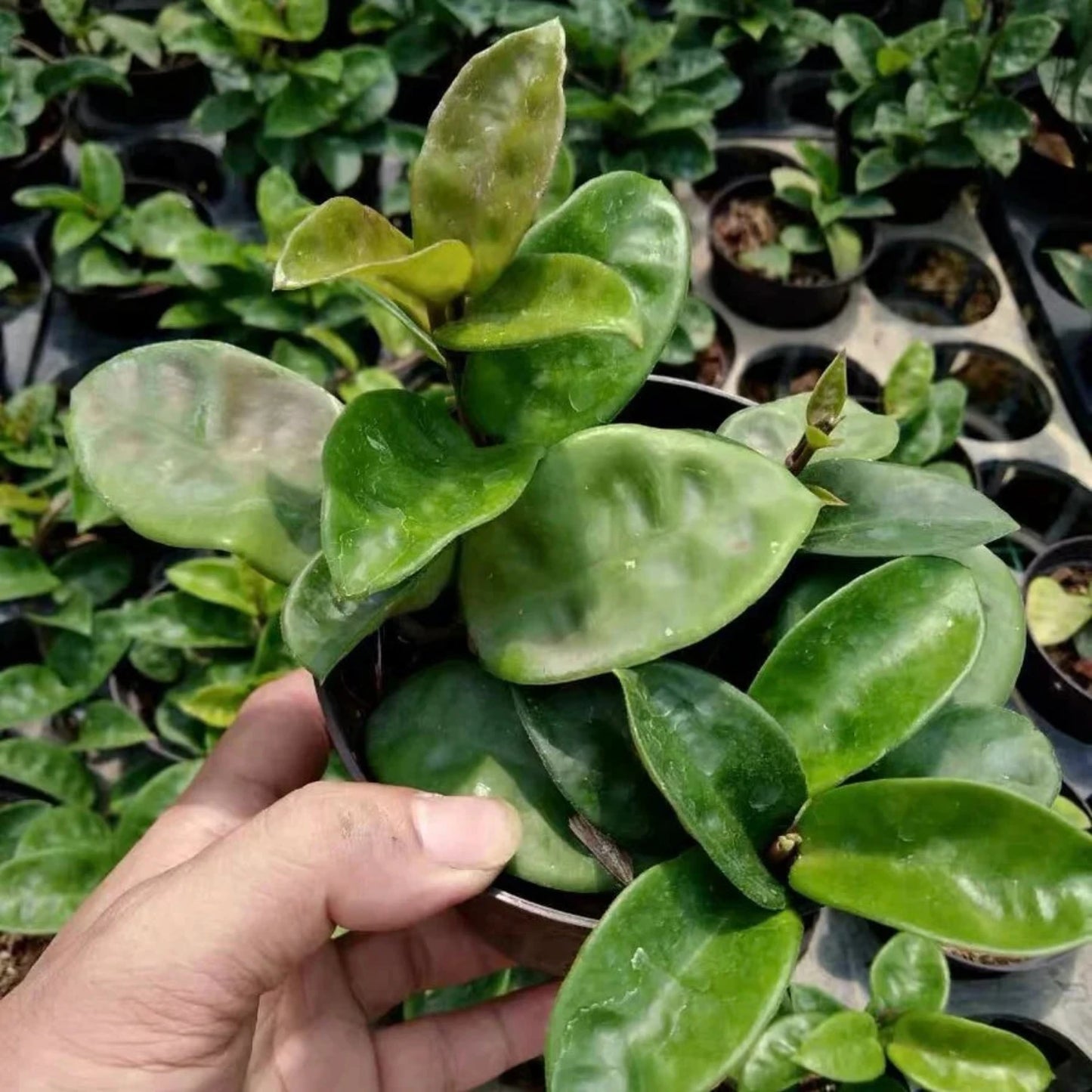 Hoya Carnosa Krinkle Wax - 6"