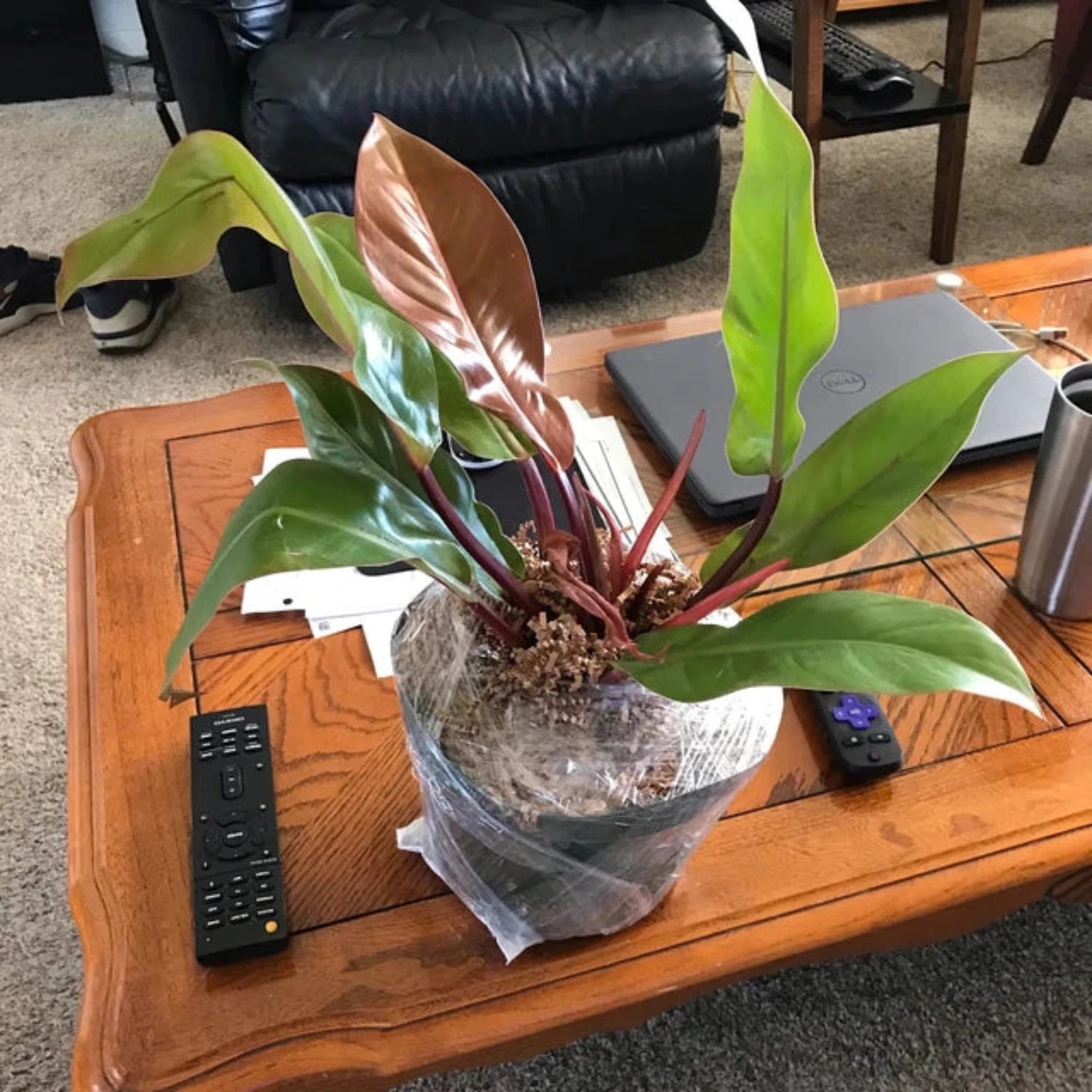 Philodendron (Prince of Orange) - 8''