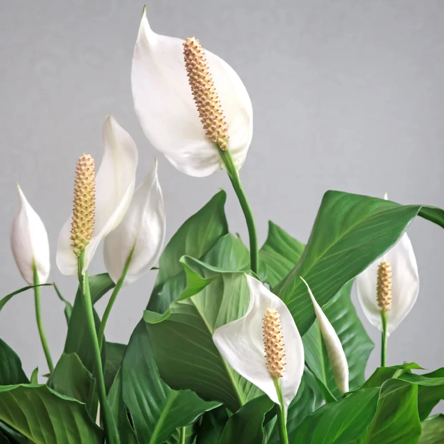 Peace Lily - 2''