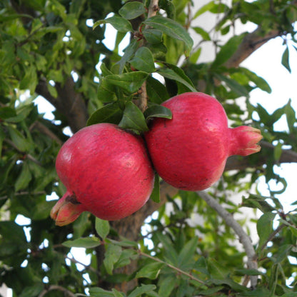 Pomegranate - 'Wonderful' - Punica granatum - Actively Growing Live Plant