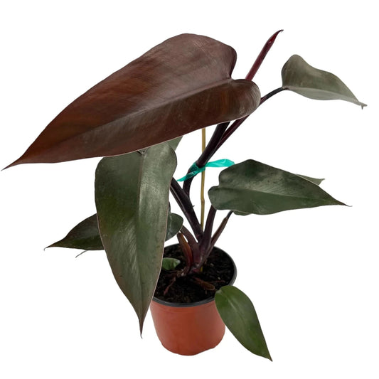 Philodendron Royal - 6"