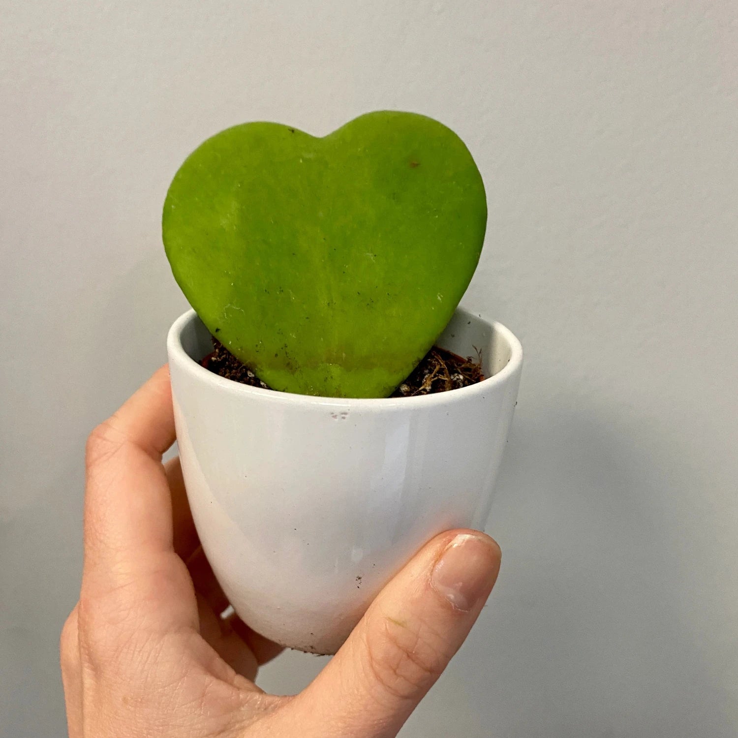 Hoya Kerrii Single Leaf - 2.5"