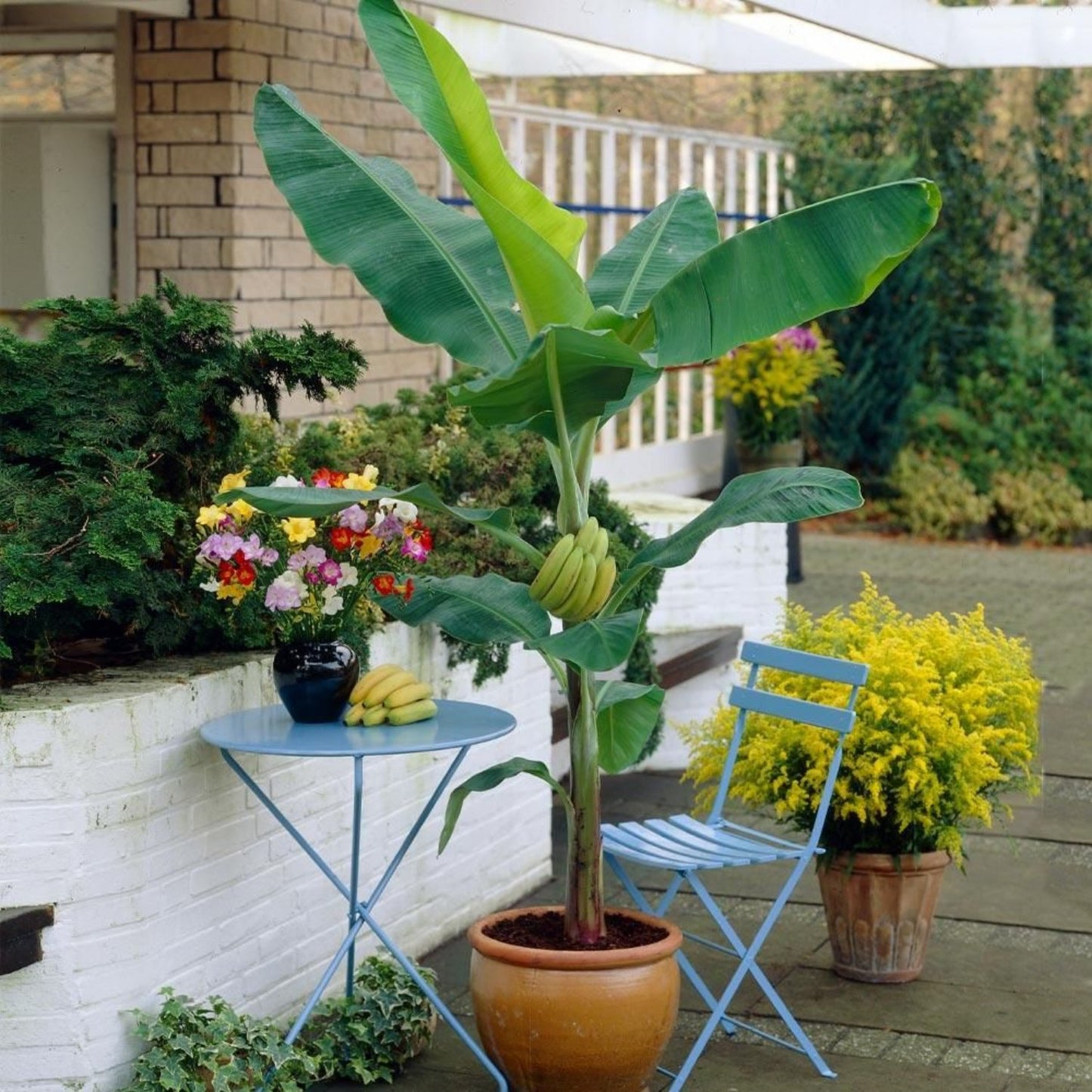 Musa - Dwarf Cavendish - 2 Ft. Tall - Banana Tree