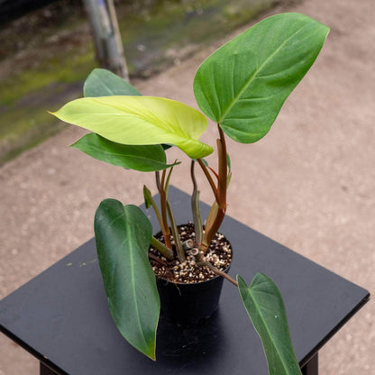 Emerald Green Philodendron - 8''