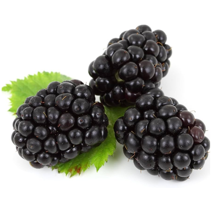 PRIME ARK FREEDOM Live Thornless Blackberry Plants