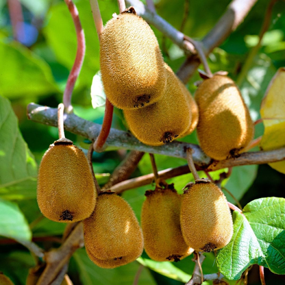 Male Kiwi - Actinidia chinensis - Male Tomuri! Live Plant